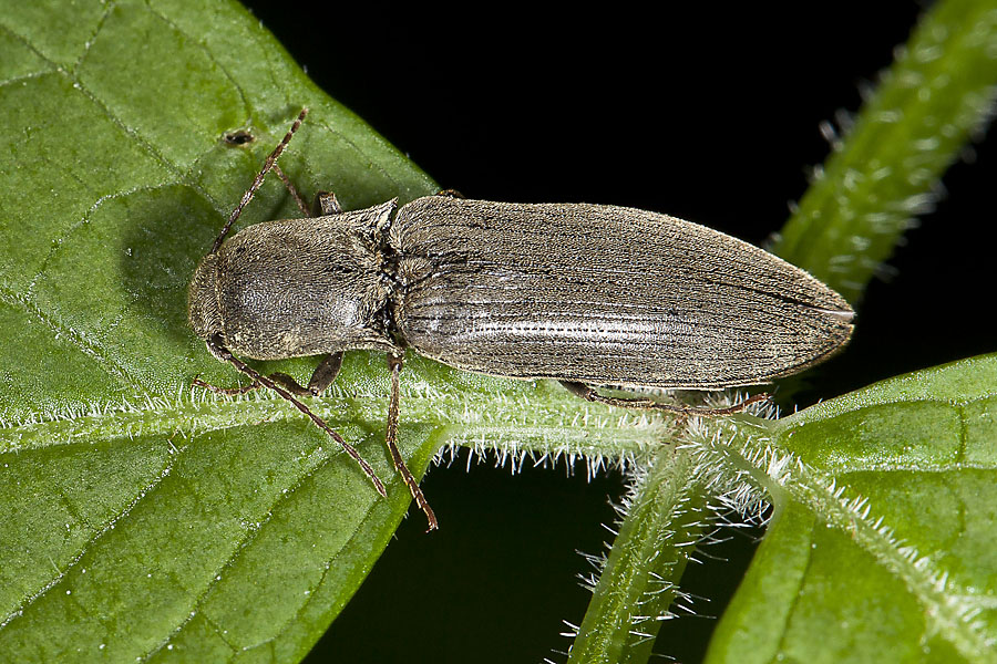 Agriotes pilosellus - Samt-Schnellkäfer, Käfer auf Blatt