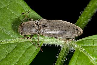 Agriotes pilosellus - Samt-Schnellkäfer, Käfer auf Blatt