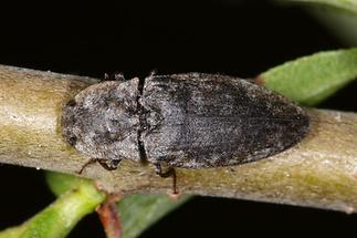 Agrypnus murinus - Mausgrauer Sandschnellkäfer, Käfer auf Ast