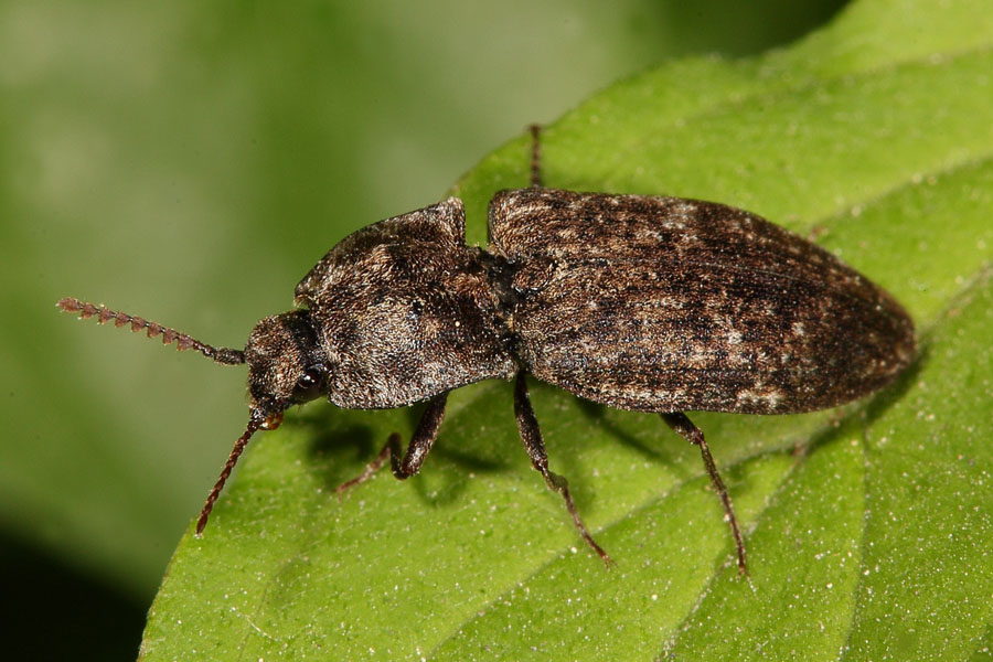 Agrypnus murinus - Mausgrauer Sandschnellkäfer, Käfer auf Blatt