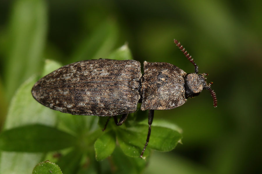 Agrypnus murinus - Mausgrauer Sandschnellkäfer, Käfer auf Blatt