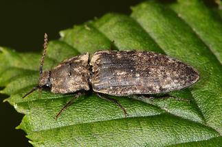 Agrypnus murinus - Mausgrauer Sandschnellkäfer, Käfer auf Blatt (3)