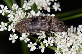 Agrypnus murinus - Mausgrauer Sandschnellkäfer Adriach, Käfer auf Blüten