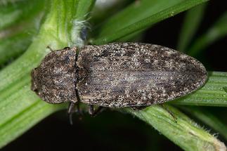 Agrypnus murinus - Mausgrauer Sandschnellkäfer, Käfer auf Stengel