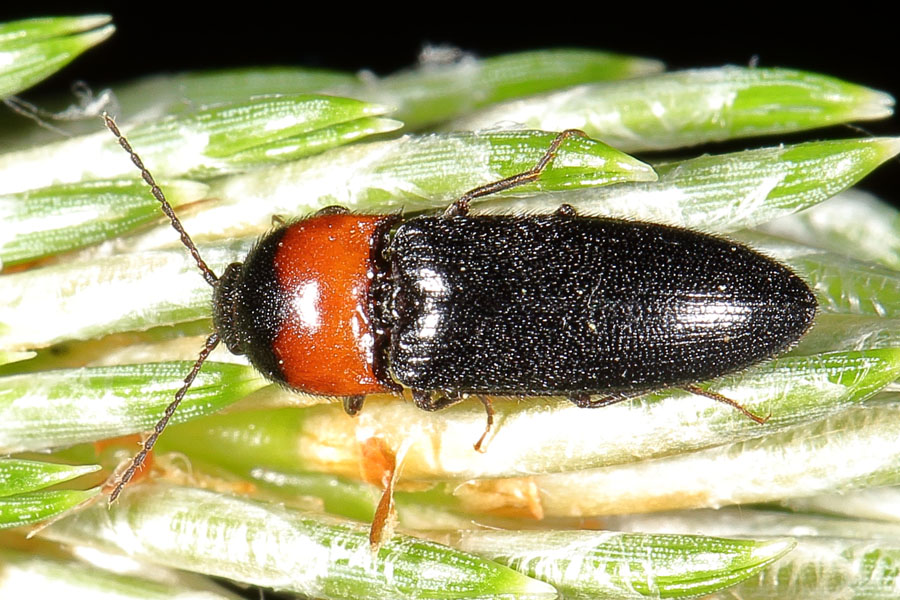 Ampedus sinuatus - Ausgebuchteter Schnellkäfer, Käfer auf ...