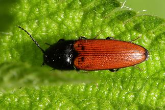 Ampedus sp. - kein dt. Name bekannt, Käfer auf Blatt (2)