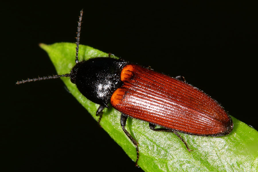 Ampedus sp. - kein dt. Name bekannt, Käfer auf Blatt