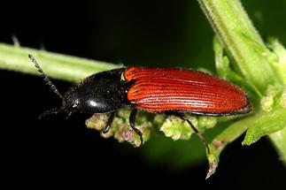 Ampedus sp. - kein dt. Name bekannt, Käfer auf Blatt (4)