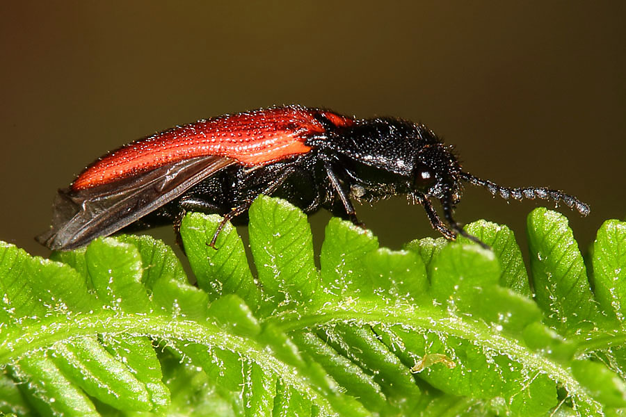 Ampedus sp. - kein dt. Name bekannt, Käfer auf Blatt