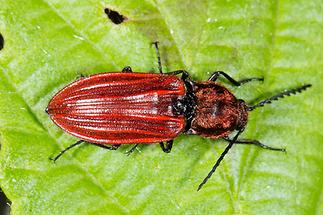Anostirus purpureus - Purpurroter Schnellkäfer, Käfer auf Blatt (1)