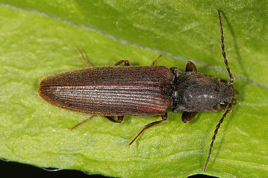 Athous austriacus - kein dt. Name bekannt, Käfer auf Blatt