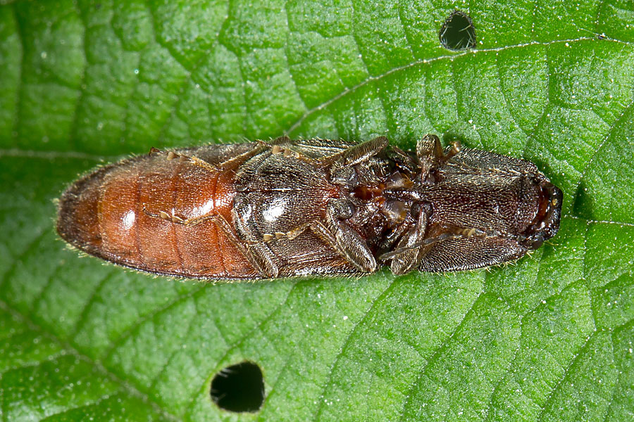 Athous haemorrhoidalis - Rotbauchiger Schnellkäfer, Käfer Unterseite