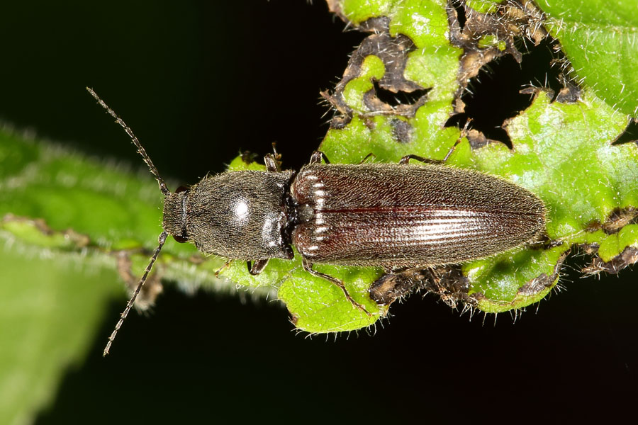 Athous haemorrhoidalis - Rotbauchiger Schnellkäfer, Käfer auf Blatt