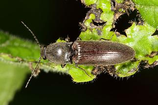 Athous haemorrhoidalis - Rotbauchiger Schnellkäfer, Käfer auf Blatt (1)