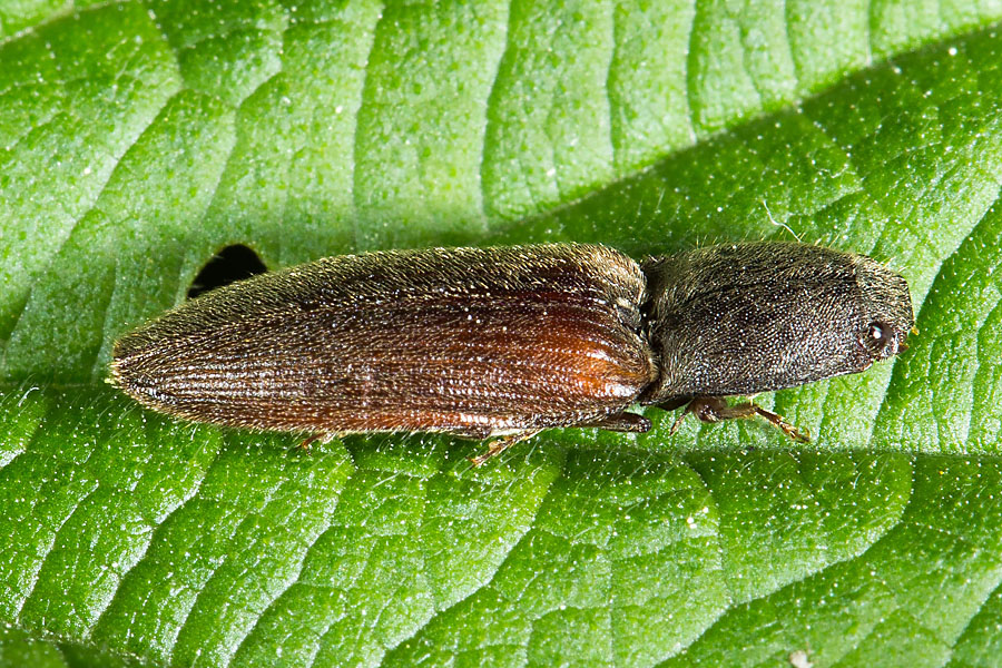 Athous haemorrhoidalis - Rotbauchiger Schnellkäfer, Käfer auf Blatt