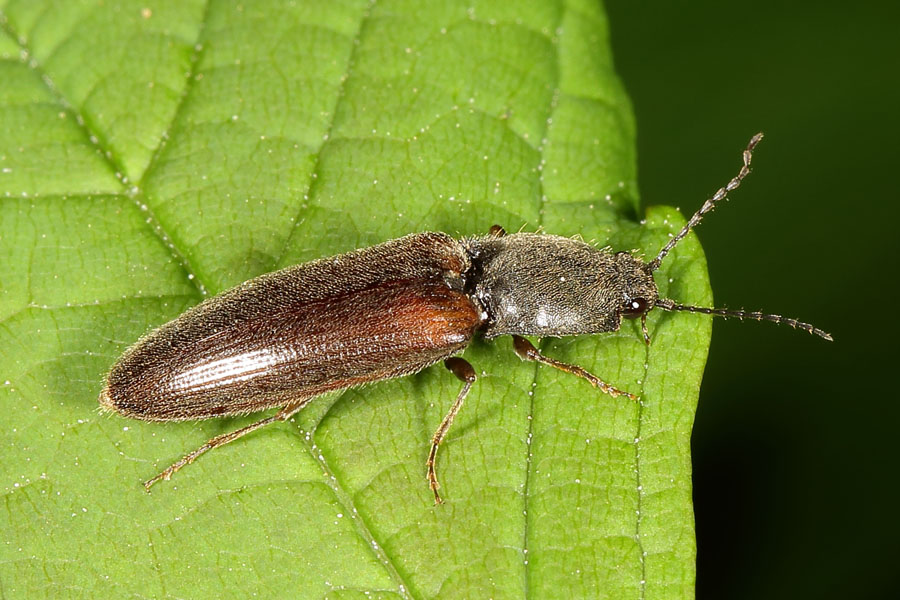 Athous haemorrhoidalis - Rotbauchiger Schnellkäfer, Käfer auf Blatt