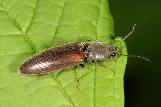 Athous haemorrhoidalis - Rotbauchiger Schnellkäfer, Käfer auf Blatt (3)