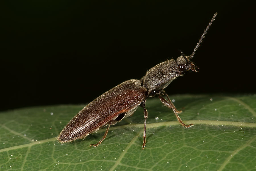 Athous haemorrhoidalis - Rotbauchiger Schnellkäfer, Käfer auf Blatt