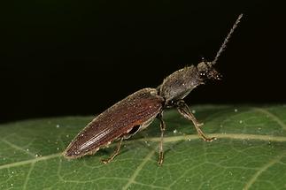 Athous haemorrhoidalis - Rotbauchiger Schnellkäfer, Käfer auf Blatt (4)