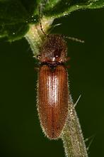 Athous vittatus - Gebänderter Schnellkäfer, Käfer auf Stengel