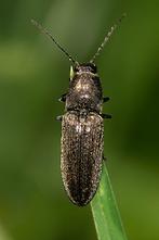 Cidnopus aeruginosus - kein dt. Name bekannt, Käfer auf Blatt