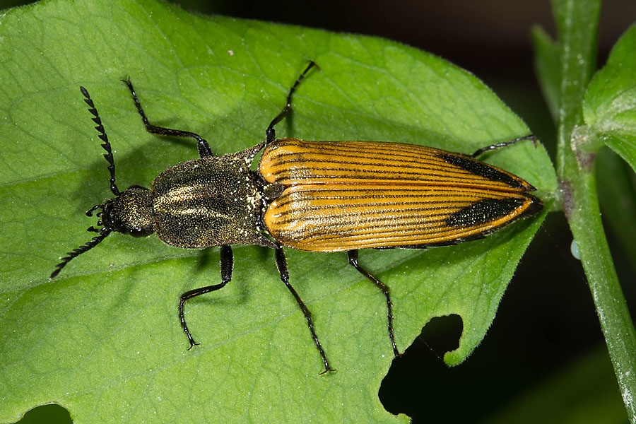 Ctenicera virens - Kammhorn-Schnellkäfer, Käfer auf Blatt
