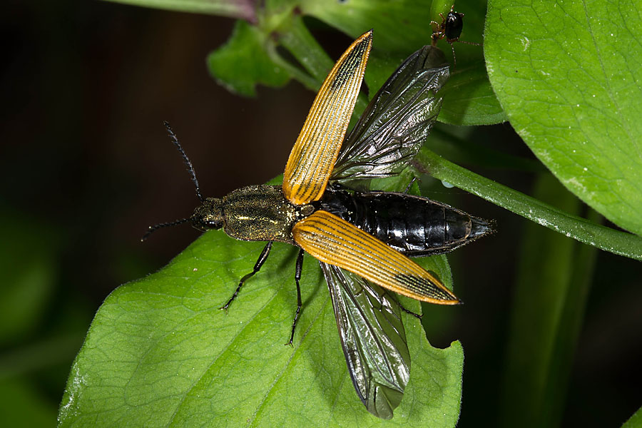 Ctenicera virens - Kammhorn-Schnellkäfer, Käfer vor Abflug