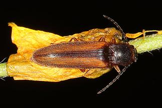 Dalopius marginatus - Gestreifter Forstschnellkäfer, Käfer auf Blatt