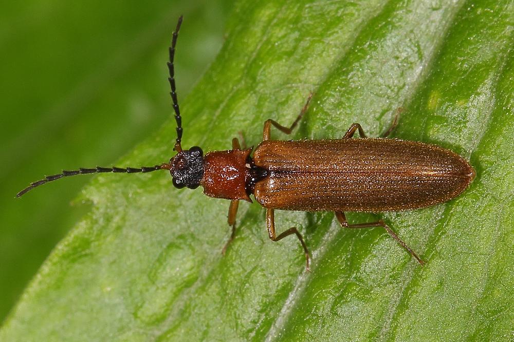 Denticollis linearis - Zahnhalsiger Schnellkäfer