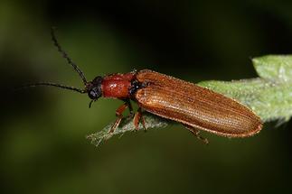 Denticollis linearis - Zahnhalsiger Schnellkäfer, Käfer auf Blatt (3)