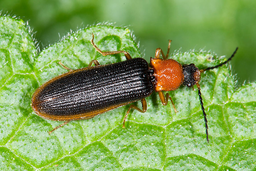 Denticollis linearis - Zahnhalsiger Schnellkäfer, Käfer schwarze Variante