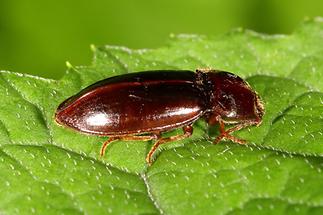 Dima elateroides - kein dt. Name bekannt, Käfer auf Blatt (2)