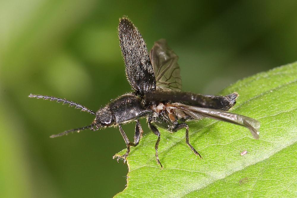 Hemicrepidius niger cf. - Schwarzer Rauhaarschnellkäfer