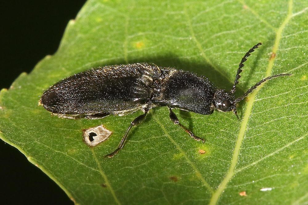 Hemicrepidius niger cf. - Schwarzer Rauhaarschnellkäfer