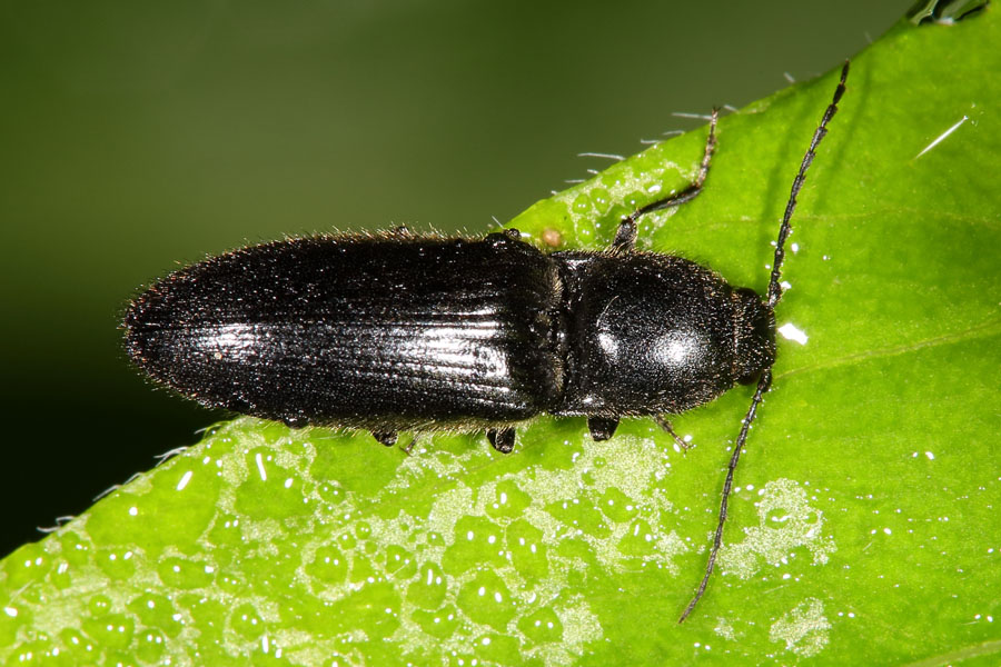 Hemicrepidus niger oder hirtus - Schwarzer Rauhaarschnellkäfer, Käfer auf Blatt