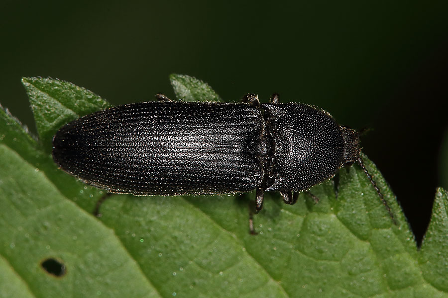 Melanotus punctolineatus - kein dt. Name bekannt, Käfer auf Blatt