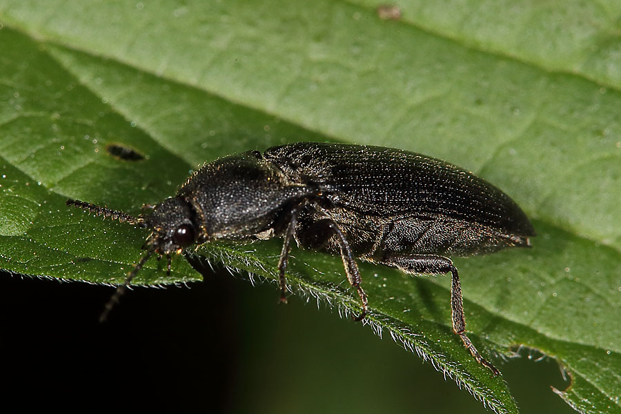 Melanotus punctolineatus - kein dt. Name bekannt, Käfer auf Blatt