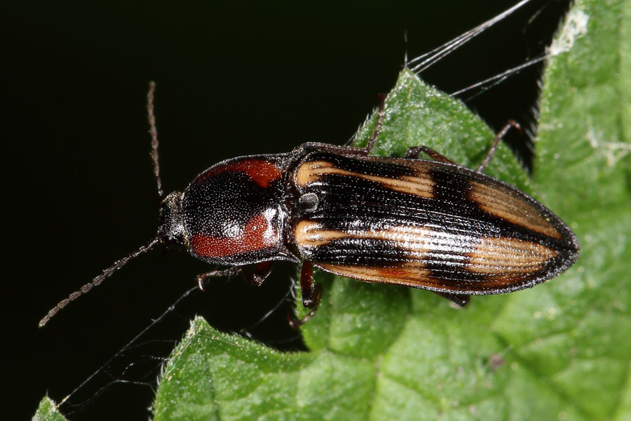 Selatosomus cruciatus - Kreuz-Schnellkäfer, Käfer auf Blatt