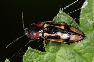 Selatosomus cruciatus - Kreuz-Schnellkäfer, Käfer auf Blatt