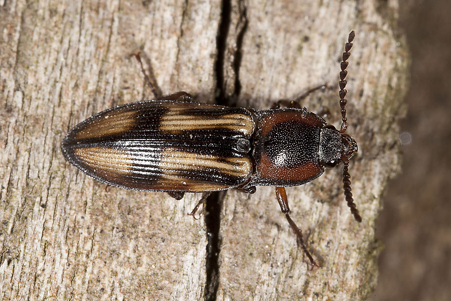 Selatosomus cruciatus - Kreuz-Schnellkäfer, Käfer auf Holz