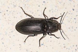 Selatosomus latus - kein dt. Name bekannt, Käfer auf Mauer