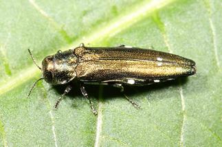 Agrilus biguttatus - Zweifleckiger Eichenprachtkäfer, Käfer auf Blatt