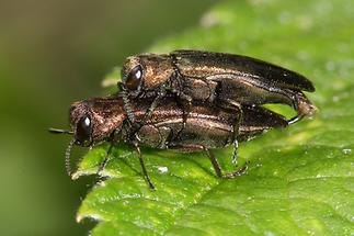 Agrilus sp. - kein dt. Name bekannt, Käfer Paar (1)