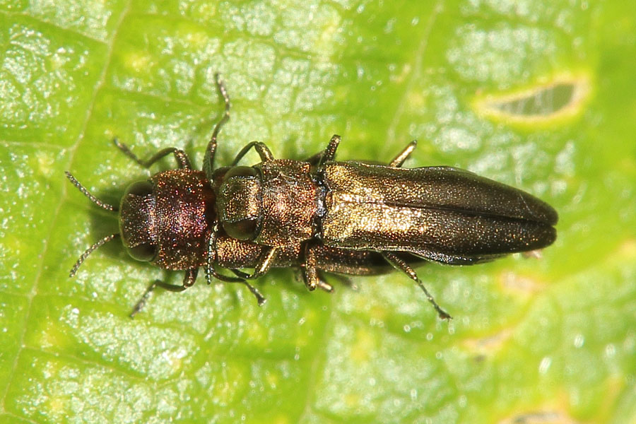 Agrilus sp.. - kein dt. Name bekannt, Käfer Paar