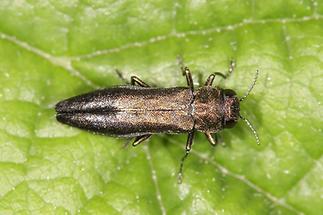 Agrilus sp. - kein dt. Name bekannt, Käfer auf Blatt (1)