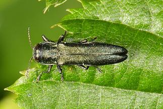 Agrilus sp. - kein dt. Name bekannt, Käfer auf Blatt (2)