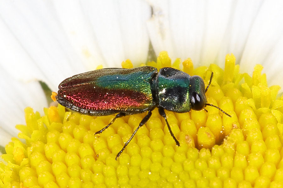 Anthaxia cf. fulgurans - kein dt. Name bekannt, Käfer Männchen auf Blüte