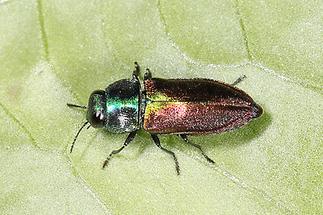 Anthaxia fulgurans oder eher podolica - kein dt. Name bekannt, Käfer auf Blatt (1)