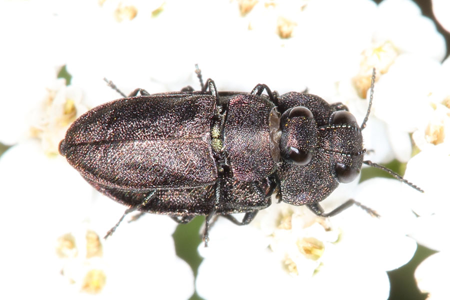 Anthaxia cf. helvetica - Schweizer Prachtkäfer, Käfer Paar