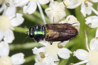 Anthaxia cf. podolica - kein dt. Name bekannt, Käfer Männchen